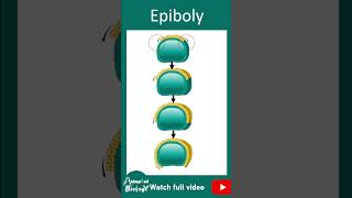 Epiboly | Morphogenetic movements | gastrulation | 1 min dev bio