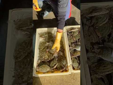 【今が旬】魚屋のワタリガニ〆方講座