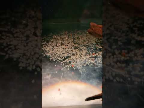 woke up this morning to around 1000 royal blue kamfa flowerhorn eggs updates soon sub and like 👍 👌