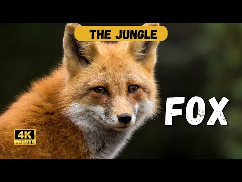 The Fascinating History of the Fox