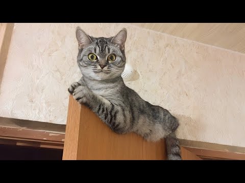 Inexplicable cat moments - Silly and Funny Cats Video 2024