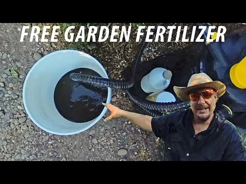 This AMAZING Fish Pond Filtration System Produces an ABUNDANCE of FREE Garden Fertilizer!