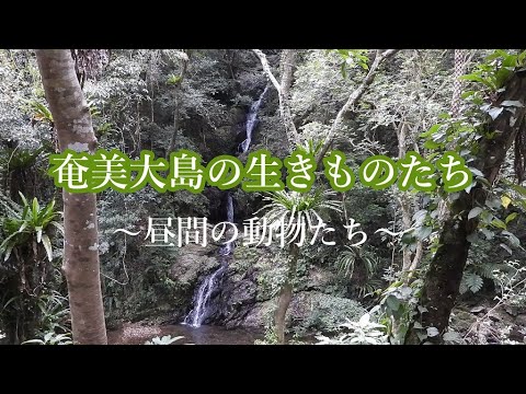 奄美大島の生きものたち～昼間の動物たち～