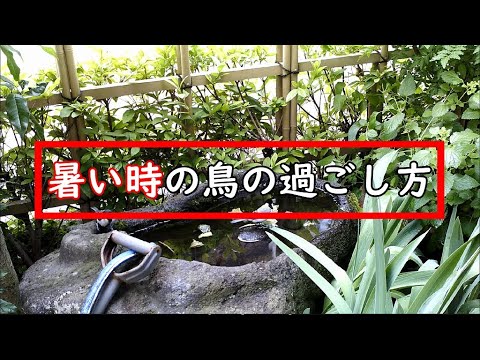 暑い時の鳥の過ごし方