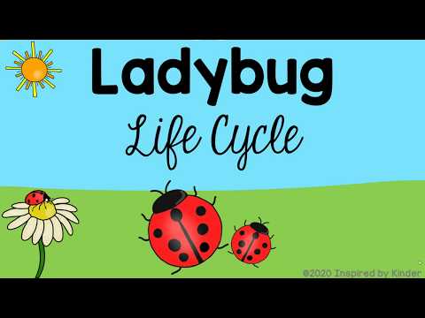 Ladybug Life Cycle