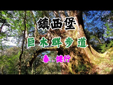 春 • 健行 🌲 | 鎮西堡巨木群步道