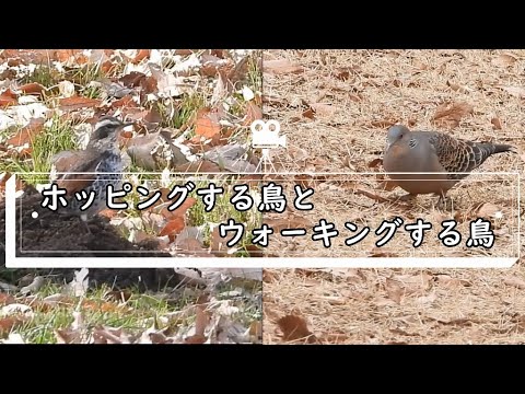 【野鳥の生態】ホッピングする鳥とウォーキングする鳥