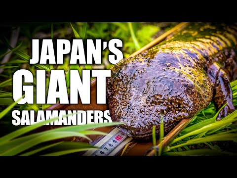 The Giants of Daisen | Japanese Giant Salamander Documentary