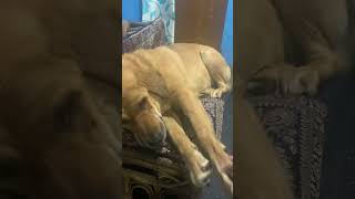 #Dog#shorts#youtube#video😘😘😘#shortsviral2023