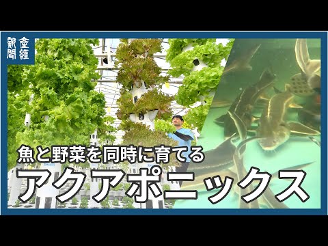 魚と野菜を同時に育てる「アクアポニックス」　生態系を模倣　農薬や化学肥料に頼らない生産性と環境配慮を両立した持続可能な次世代の循環農法　ふじさわアクポニビレッジ