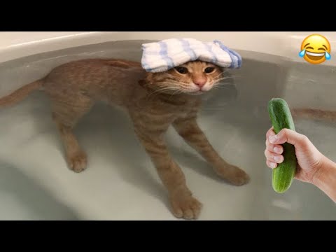 Funny Cats Videos Clips😂|| Funny Moments Cats And Dogs