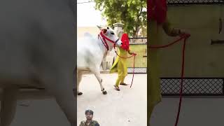 #cow #funny #cute #animals #love #shorts #vaeralvideo #shortvideo #farming #punjabisong #newsong