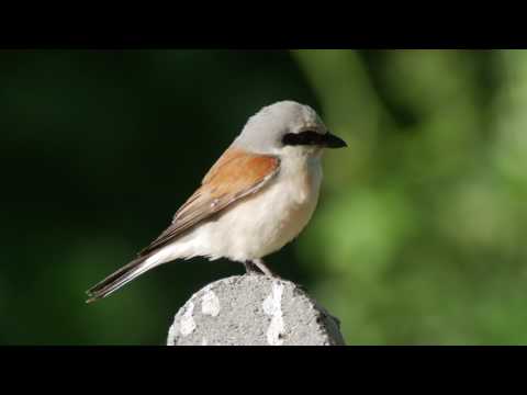 Red-backed Shrike (Lanius collurio)