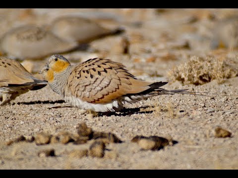 Tibetan Sandgrouse - Tso Kar, Ladakh.