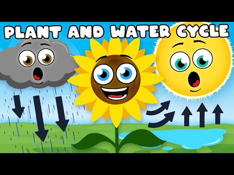 Learn ALL About The Plant & Water Cycles! | Earth Science Compilation For Kids | KLT