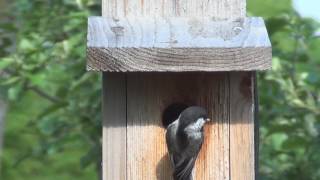 Chickadees Fledged today