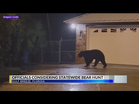 Wild black bear hunting may become legal soon in Florida