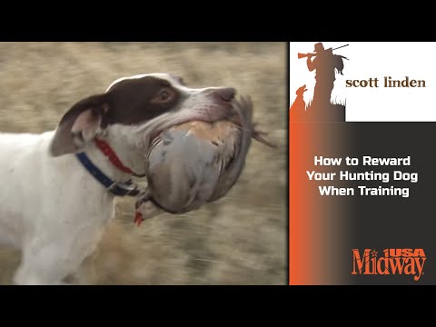 How to Reward Your Hunting Dog When Training | Scott Linden