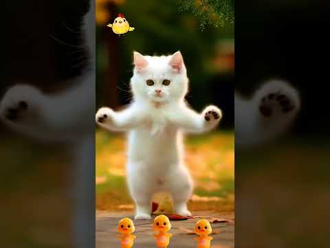 Dancing Kitten #cat #trending #ytshorts #cute #dance #kitten #cartoon