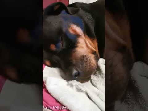 Rottweiler taking a nap while snoring