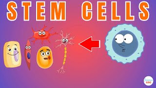 Stem Cells: Explained in Simple Words