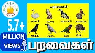 பறவைகள் | Learn Tamil Birds Name video for Kids and Children