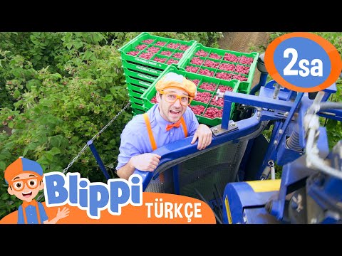 Blippi Bir Ahududu Fabrikası Keşfediyor 🍓 Blippi Türkçe - Çocuklar için Eğitici Videolar