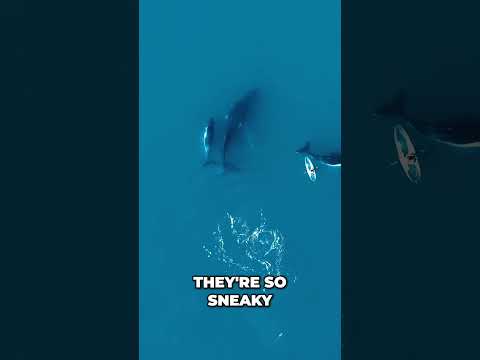 Incredible Whale Encounter: Up Close and Personal!