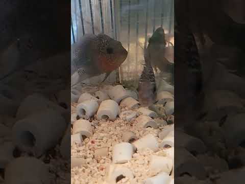 beautiful pair of royal blue flowerhorn can't wait to see them all grown up and babies sub and like