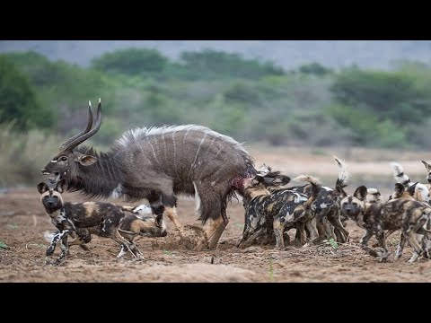 야생 동물 -  배고픈 아프리카개의 놀라운 사냥!