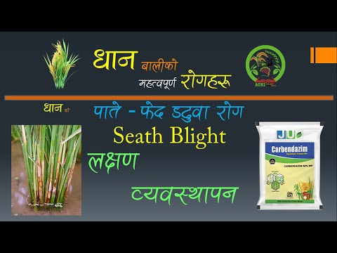 पातको फेद डढुवा रोग Sheath Blight | लक्षण पहिचान र व्यवस्थापन Symptoms and Management|नेपाली Nepali