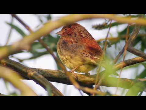 Chestnut Bunting (Emberiza rutila)