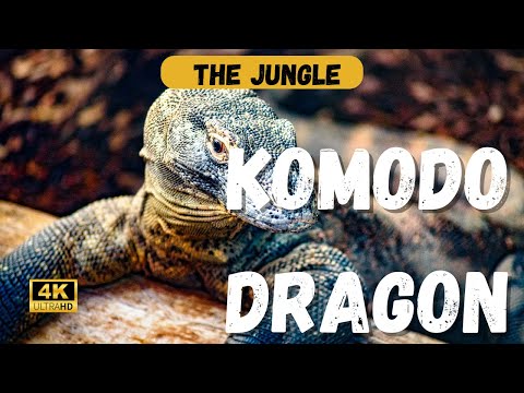 The Majestic Komodo Dragon: Evolution, Adaptations, and Conservation