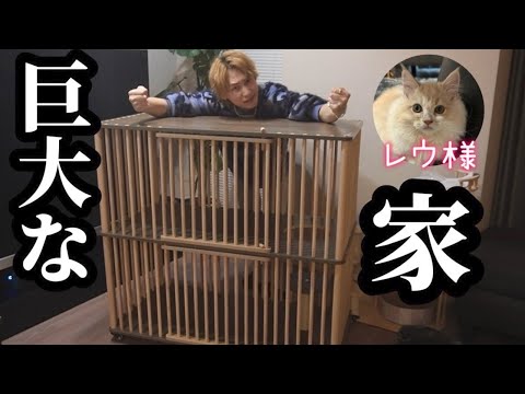 子猫のレウ様が10匹住めるくらいの巨大な家が届きましたw