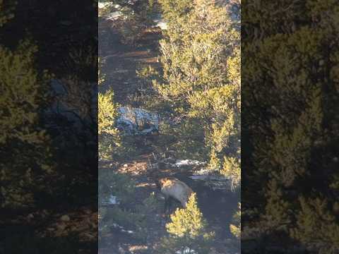 GIANT LATE SEASON BULL ELK! #elkhunting