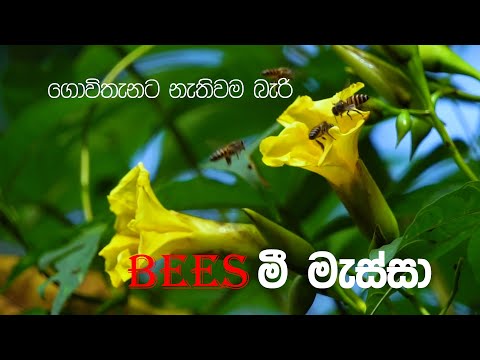 Bees | ගොවිතැනට නැතුවම බැරි මී මැස්සා