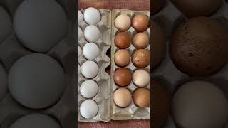 What’s your favorite way to use eggs? #homestead  #ourcottagegarden #eggs