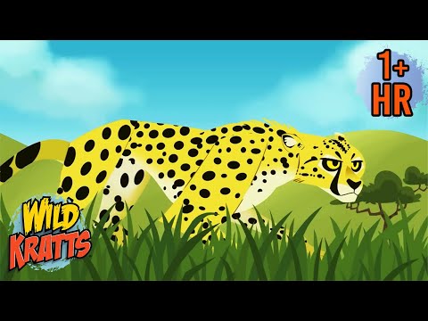 Speedy Cheetahs | Wildest Moments of Amazing Powers | Wild Kratts