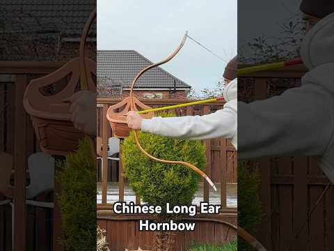 Chinese Hornbow - Changshao in minus temperatures