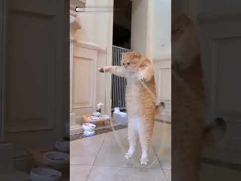 Funny cat videos for kids #funnycatvideos #cats #trynottolaugh