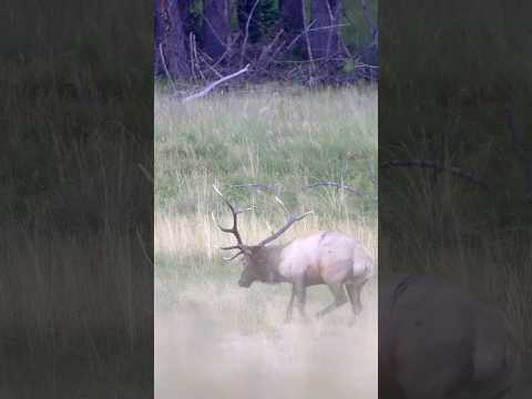 Catch and Cook Giant Bull ELK #elkhunt #carnivore #elkhunting