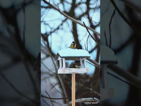 SLOWMO birds in Poland during winter