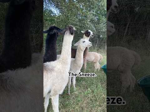 Allergies. #barnyard #ranch #countryliving #countrylife #llamas #llama #barnlife #funnyanimalvideo