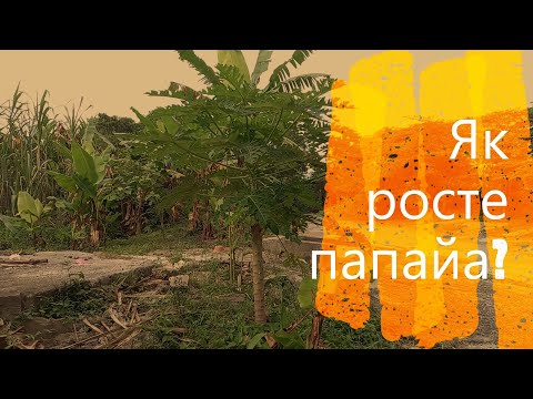 [Eng subs] How does Papaya grows, and when it is ripe?