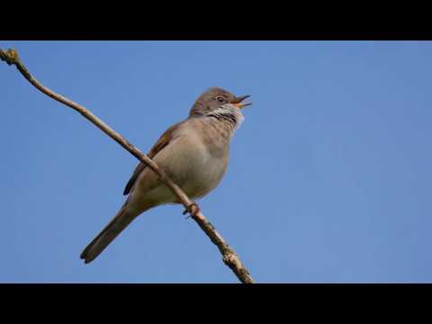 Common Whitethroat (Sylvia communis)