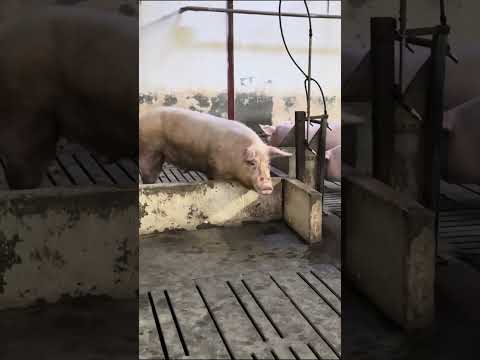 How to Deal with Pig Farm Diseases #PigHealth #FarmCare