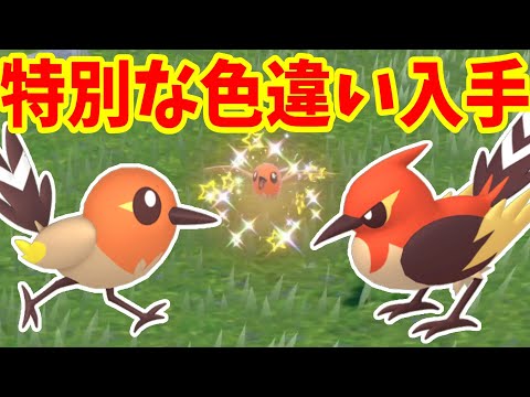 【ポケモンSV】色違いの特別なポケモンが入手できるイベント開始！【ポケモンスカーレットバイオレット・ゼロの秘宝】