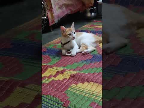 #reels #viral #video #cat #cutemini #hindi #catlover #hindisong #mini #trendingshorts #subscribe