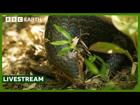 🔴 LIVE: Amazing Animals of Asia | BBC Earth