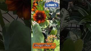 Best Seasonal Plants For 2023 #lowes